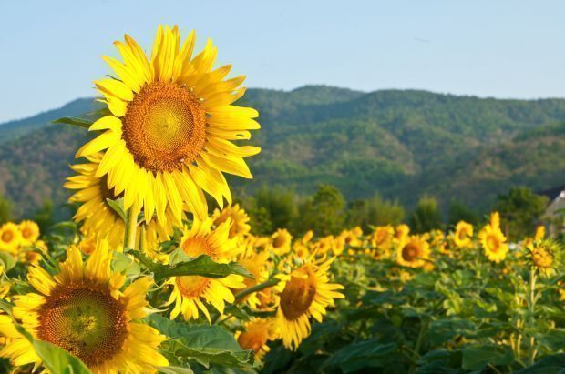 Brykiet z łuski słonecznika zyskuje popularność jako tańszy opał Brykiet z łuski słonecznika zyskuje popularność jako tańszy opał